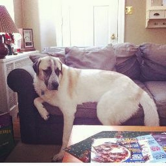 Meet your Posher, Sam - Picture 1 of 1